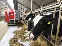How Dairy Robots Are Changing Work for Cows (and Farmers)