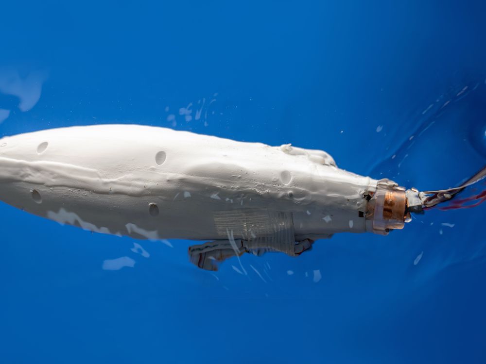 White robot fish swimming underwater with visible circuitry.
