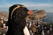 Robot Penguins Spy on Real Penguins