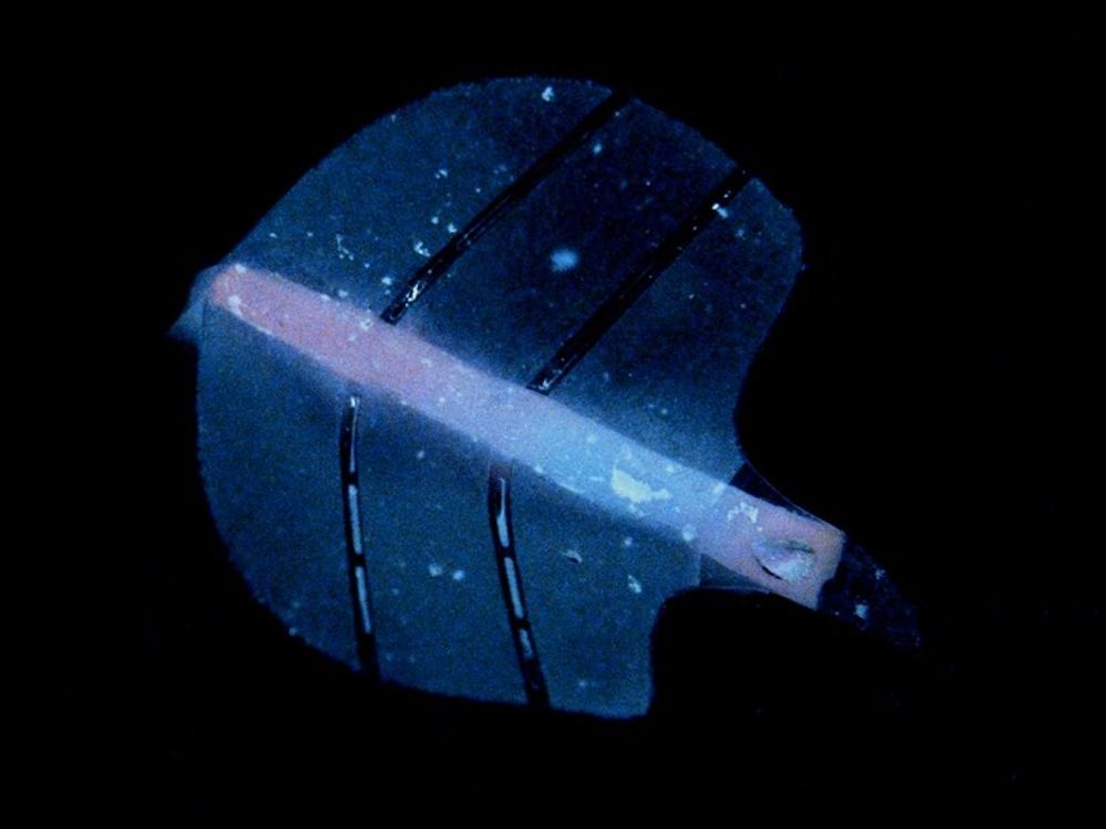 Animated gif of a stingraybot incorporating variable-size microbubble-array artificial muscles that undulate propulsion when excited by ultrasound.